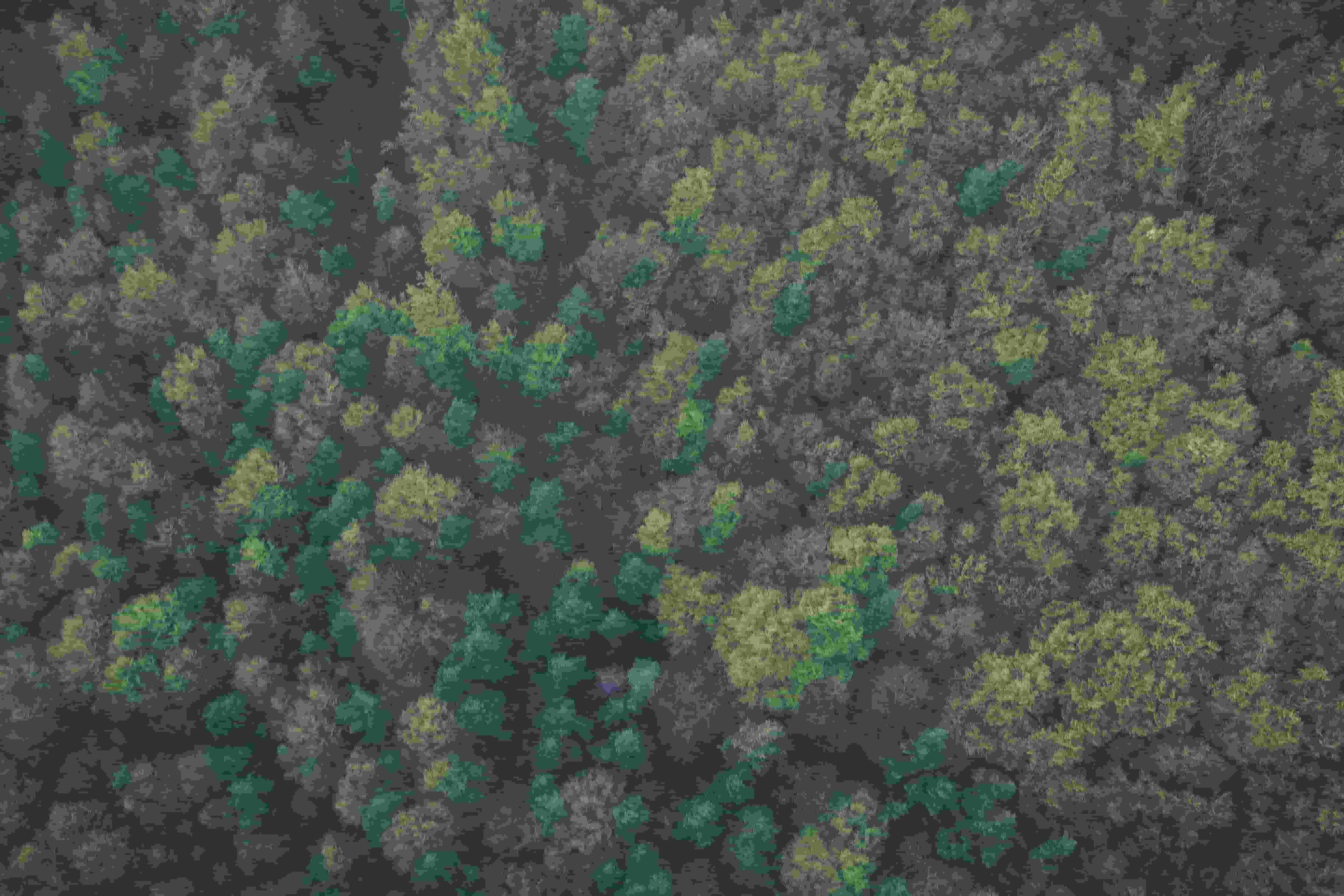 A top view of a forest