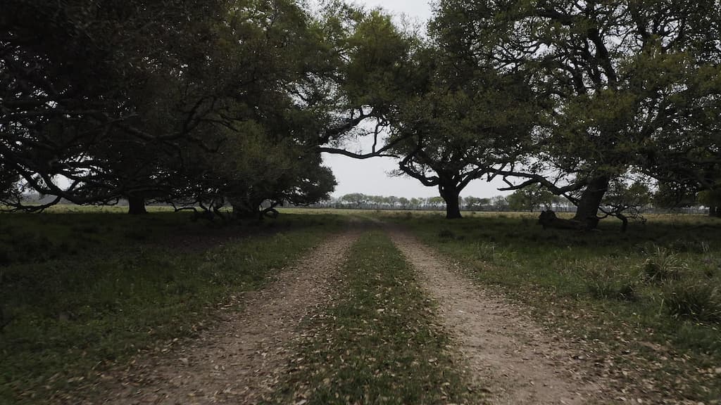 A dirt trail with trees