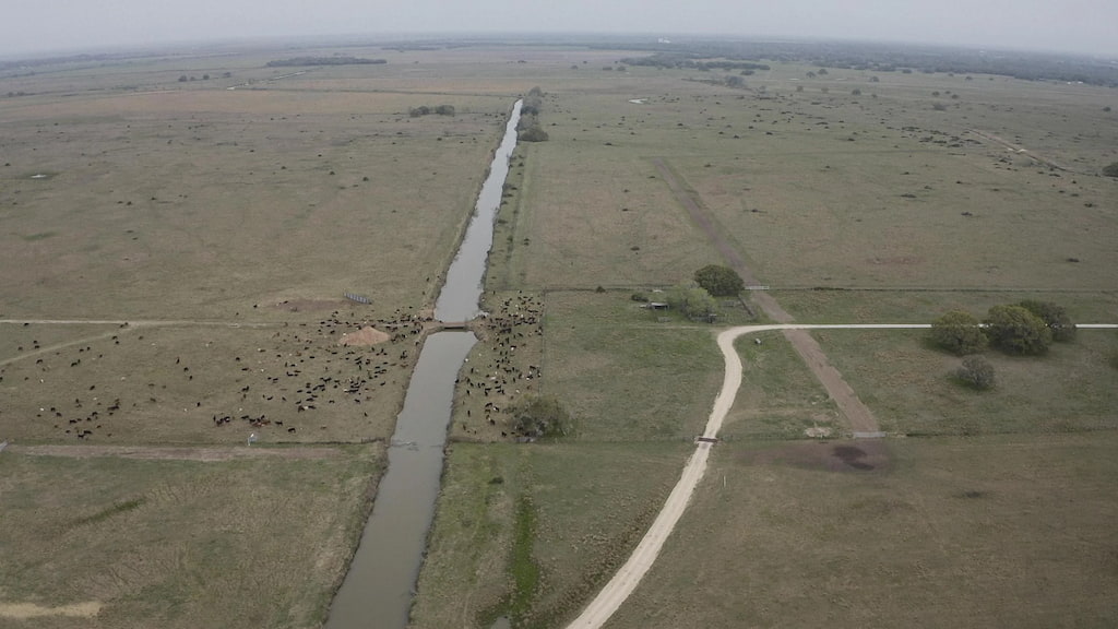 A deforested plain with herds of animals