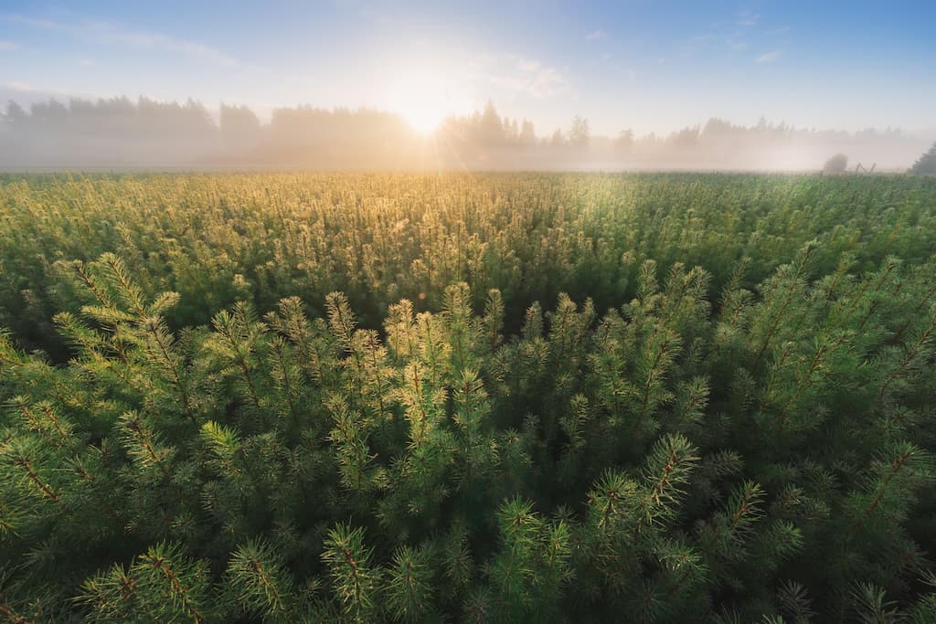 A field of young trees under a setting sun